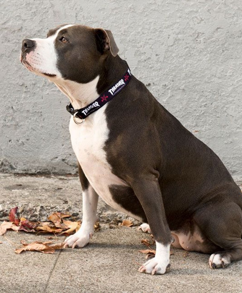 thrasher dog collar
